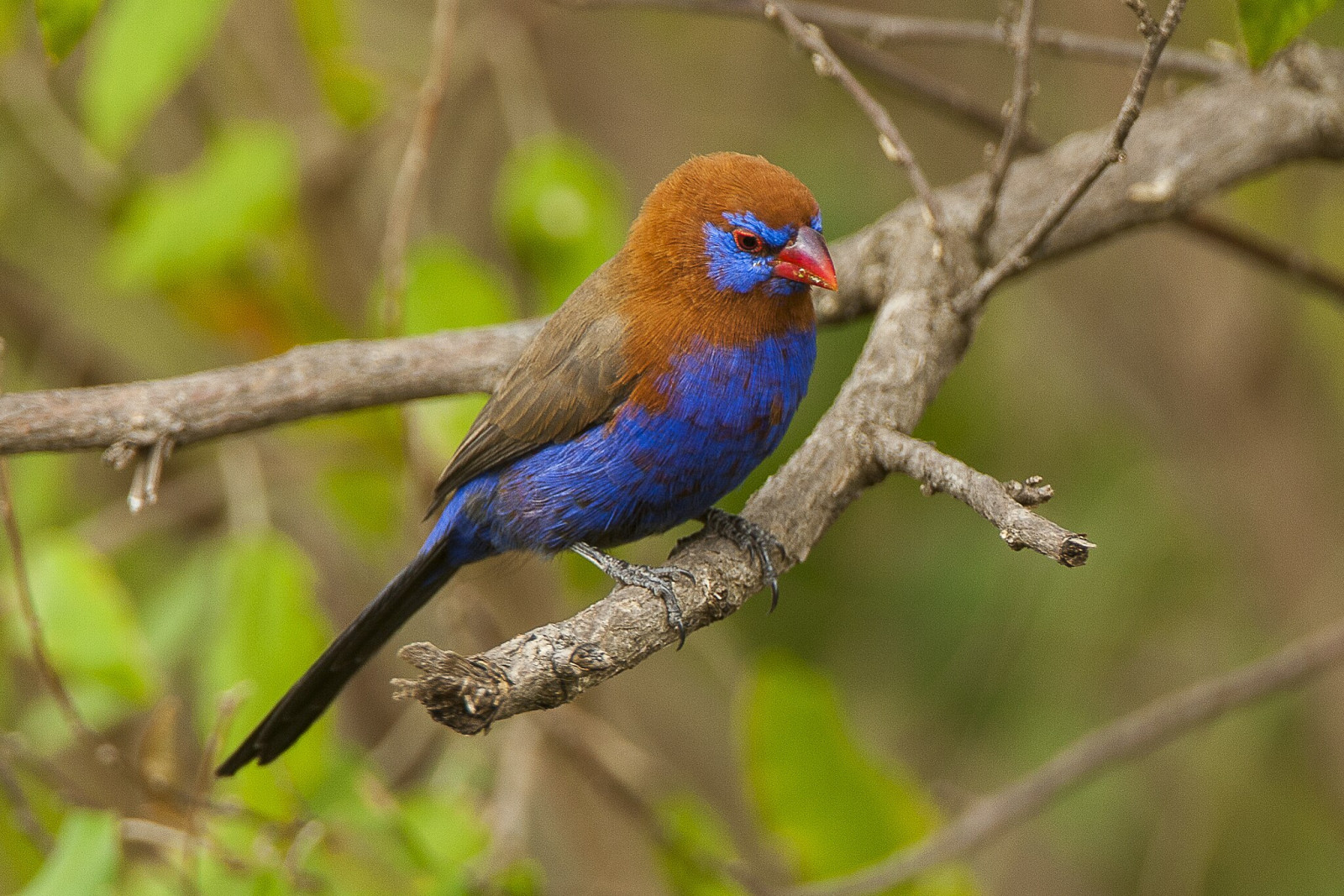 image Purple Grenadier